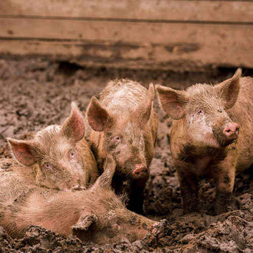 African swine fever outbreak in Europe prompts UK pork import ban